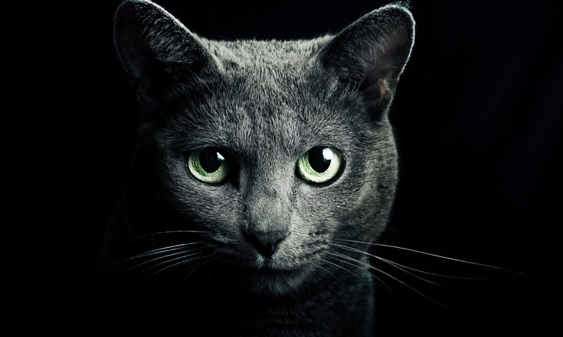 Обои кот, усы, кошка, взгляд, темнота, зеленые глаза, ч, cat, mustache, look, darkness, green eyes, h разрешение 2560x1440 Загрузить