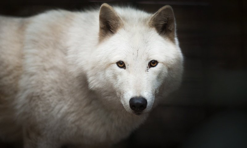 Обои глаза, морда, взгляд, белый, хищник, черный фон, волк, полярный, eyes, face, look, white, predator, black background, wolf, polar разрешение 2048x1366 Загрузить