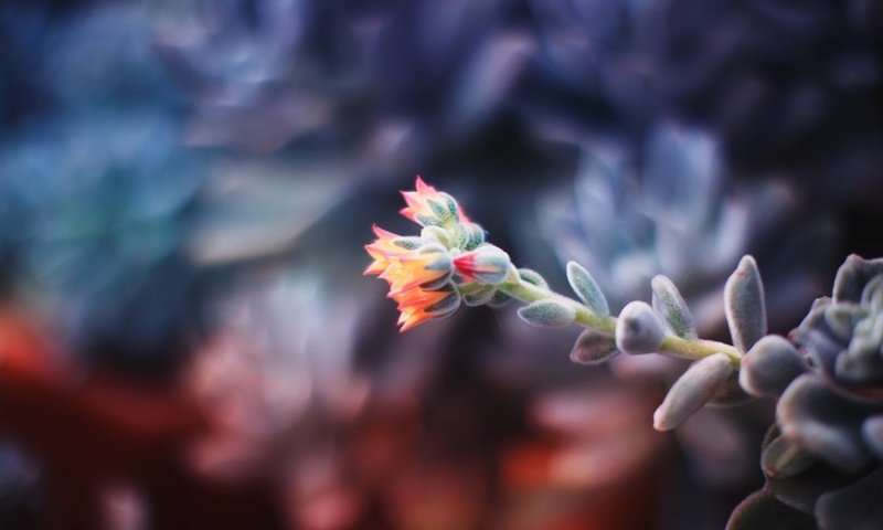 Обои свет, цветы, природа, макро, цветок, боке, каланхоэ, artem arutyunov, light, flowers, nature, macro, flower, bokeh, kalanchoe разрешение 1920x1279 Загрузить