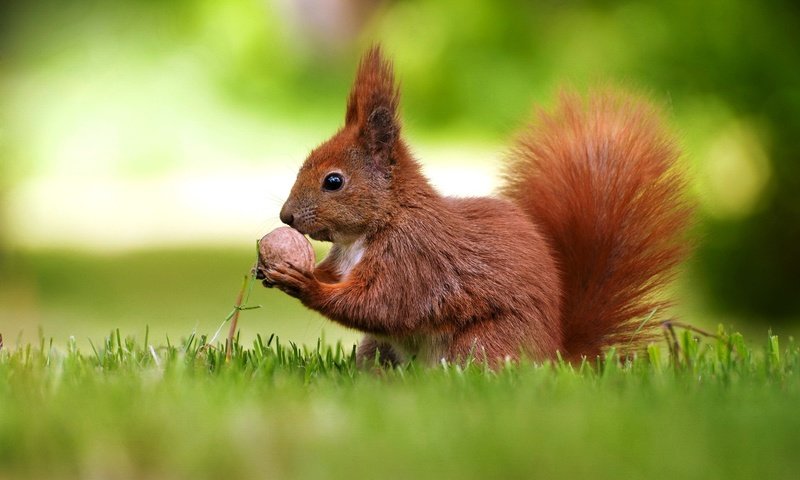 Обои трава, белка, хвост, орех, боке, белочка, грызун, grass, protein, tail, walnut, bokeh, squirrel, rodent разрешение 1920x1200 Загрузить