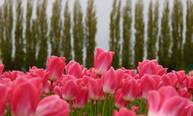 Обои цветы, бутоны, тюльпаны, розовые, много, flowers, buds, tulips, pink, a lot разрешение 4461x3310 Загрузить