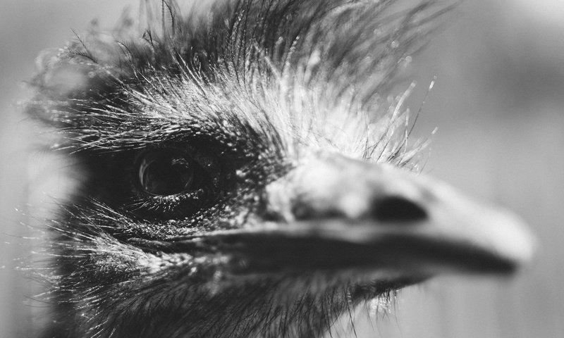 Обои чёрно-белое, птица, клюв, глаз, голова, страус, black and white, bird, beak, eyes, head, ostrich разрешение 2048x1365 Загрузить