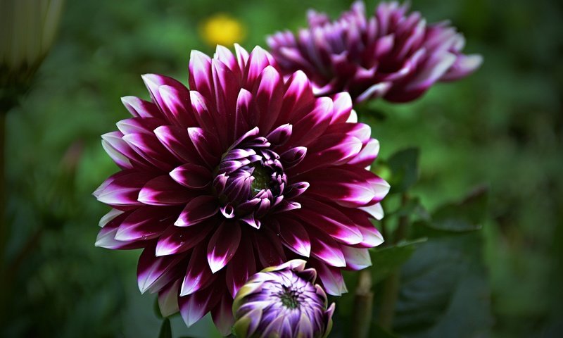Обои цветок, боке, георгин, flower, bokeh, dahlia разрешение 5645x3815 Загрузить