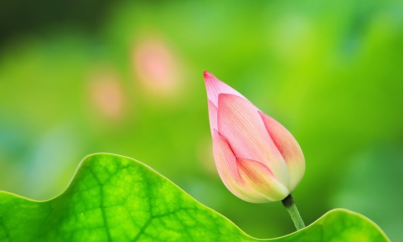 Обои природа, фон, цветок, лист, бутон, лотос, nature, background, flower, sheet, bud, lotus разрешение 2048x1365 Загрузить