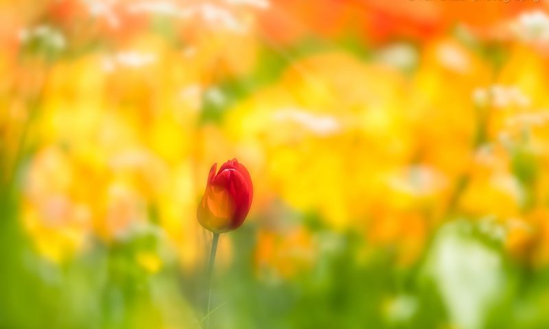 Обои фон, цветок, размытость, весна, тюльпан, background, flower, blur, spring, tulip разрешение 2048x1365 Загрузить