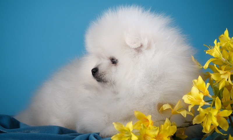 Обои цветы, белый, собака, щенок, милый, шпиц, flowers, white, dog, puppy, cute, spitz разрешение 3000x1955 Загрузить