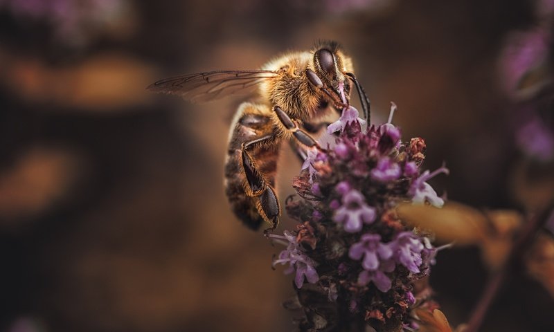 Обои цветы, макро, насекомое, фон, лаванда, пчела, flowers, macro, insect, background, lavender, bee разрешение 2048x1365 Загрузить