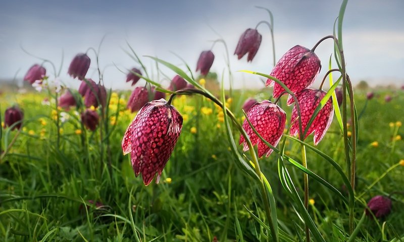 Обои цветы, трава, поле, весна, рябчик шахматный, flowers, grass, field, spring, grouse chess разрешение 1920x1217 Загрузить