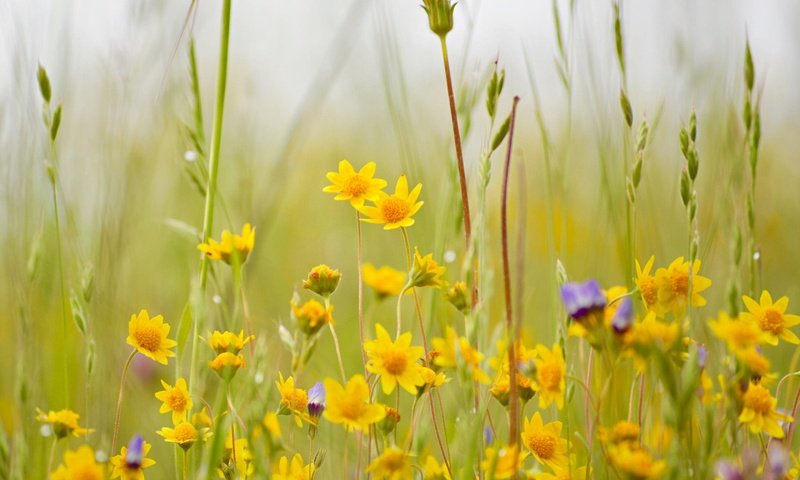 Обои цветы, трава, луг, полевые цветы, боке, flowers, grass, meadow, wildflowers, bokeh разрешение 2048x1362 Загрузить