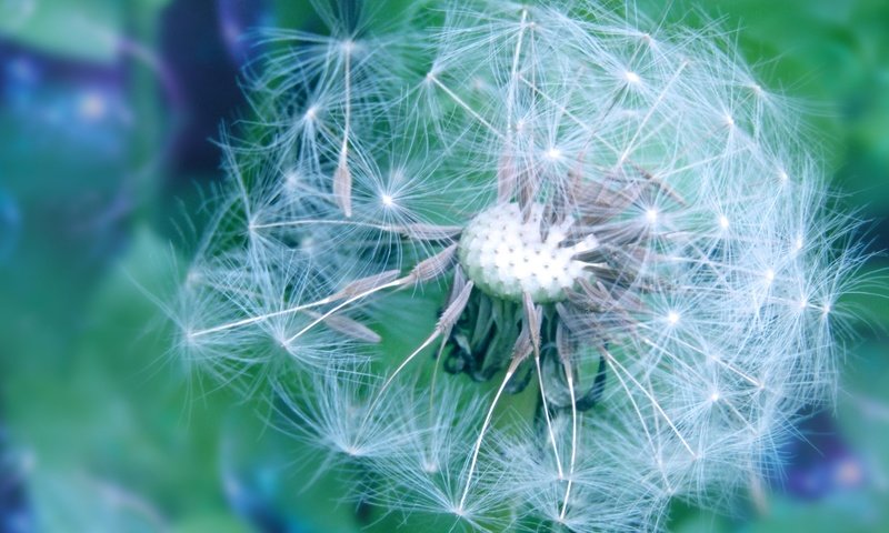 Обои цветы, весна, одуванчик, пушинки, былинки, flowers, spring, dandelion, fuzzes, blade разрешение 2135x1200 Загрузить