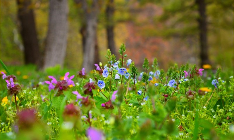 Обои цветы, поляна, луг, водосбор, аквилегия, flowers, glade, meadow, the catchment, aquilegia разрешение 3004x1887 Загрузить