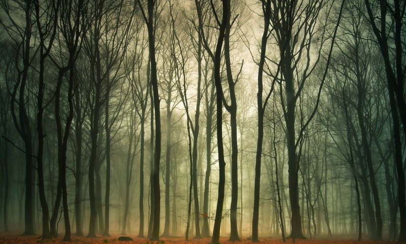Обои деревья, природа, лес, листья, туман, осень, trees, nature, forest, leaves, fog, autumn разрешение 2560x1600 Загрузить