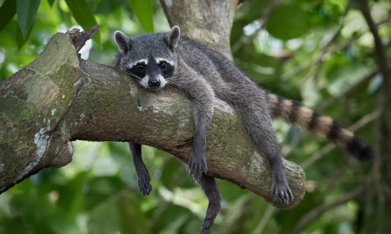 Обои глаза, мордочка, взгляд, отдых, коряга, хвост, лапки, енот, eyes, muzzle, look, stay, snag, tail, legs, raccoon разрешение 2048x1366 Загрузить