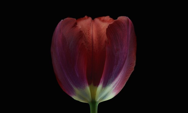 Обои фон, цветок, лепестки, бутон, черный фон, тюльпан, background, flower, petals, bud, black background, tulip разрешение 2048x1270 Загрузить