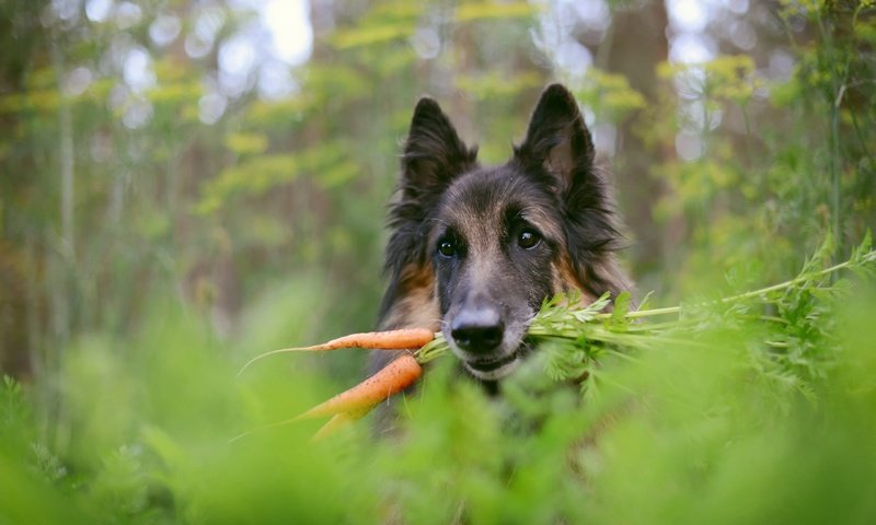 Обои фон, собака, немецкая овчарка, морковка, background, dog, german shepherd, carrot разрешение 2560x1709 Загрузить