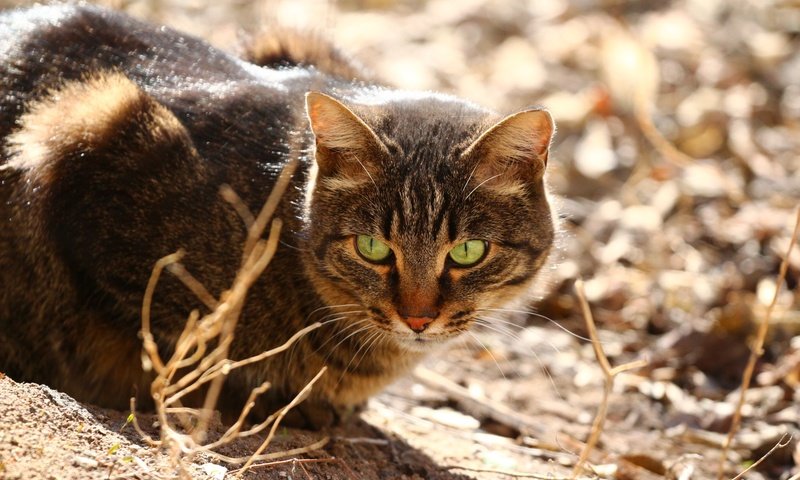 Обои глаза, кот, мордашка, сухая трава, eyes, cat, face, dry grass разрешение 1920x1280 Загрузить