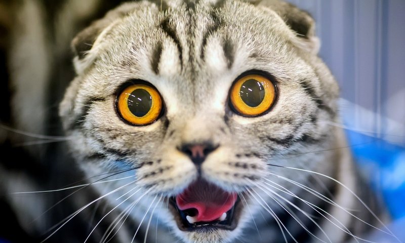 Обои глаза, кот, усы, кошка, клыки, уши, язык, eyes, cat, mustache, fangs, ears, language разрешение 3000x1996 Загрузить