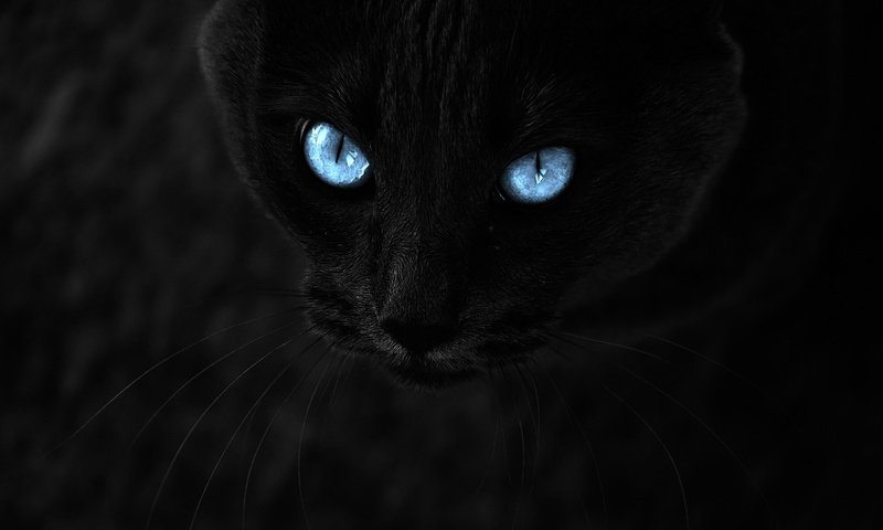 Обои глаза, кот, усы, взгляд, черный, темный фон, голубые глаза, eyes, cat, mustache, look, black, the dark background, blue eyes разрешение 3000x2000 Загрузить