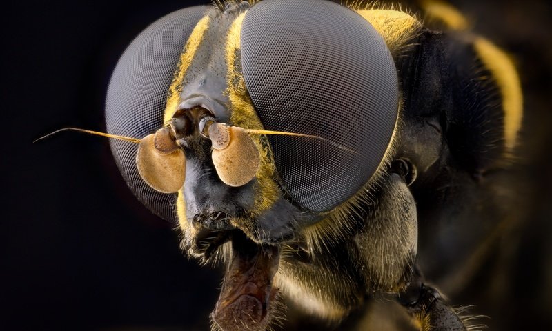 Обои глаза, макро, насекомое, муха, волосики, eyes, macro, insect, fly, hairs разрешение 2555x1600 Загрузить