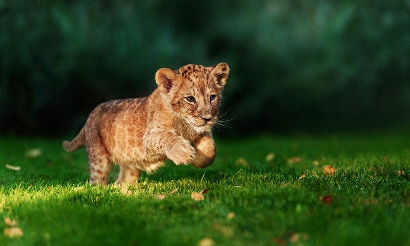 Обои трава, хищник, лев, охотник, бег, львёнок, grass, predator, leo, hunter, running, lion разрешение 2048x1368 Загрузить