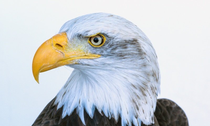 Обои птица, клюв, перья, белоголовый орлан, bird, beak, feathers, bald eagle разрешение 3241x2029 Загрузить