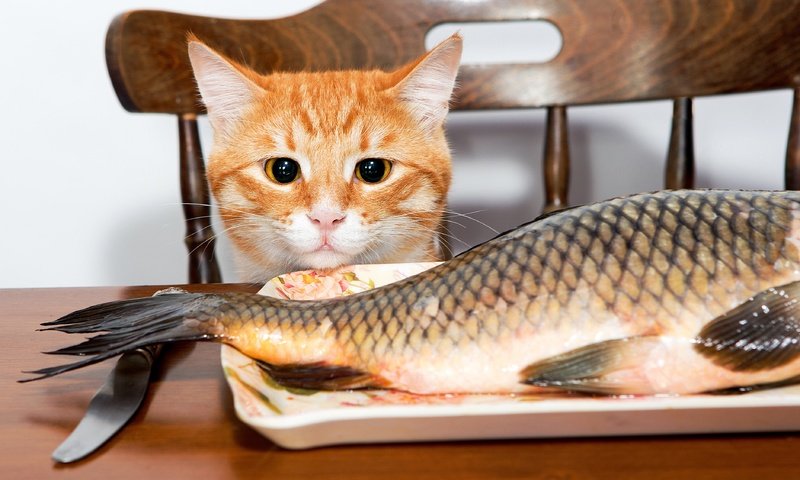 Обои глаза, мордочка, кошка, взгляд, уши, хвост, рыба, eyes, muzzle, cat, look, ears, tail, fish разрешение 3750x2500 Загрузить