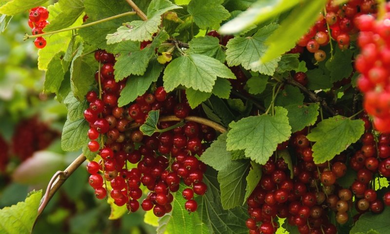 Обои листья, красная, ягоды, куст, смородина, leaves, red, berries, bush, currants разрешение 2000x1303 Загрузить