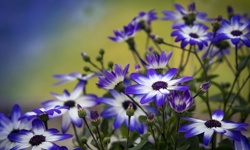 Обои цветы, лепестки, бутончики, цинерария, flowers, petals, buds, cineraria разрешение 4557x3038 Загрузить