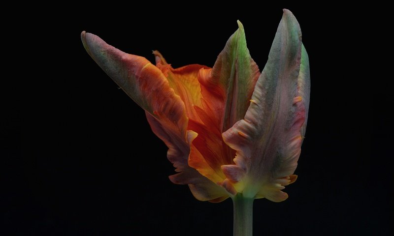 Обои цветок, лепестки, черный фон, тюльпан, flower, petals, black background, tulip разрешение 2048x1367 Загрузить