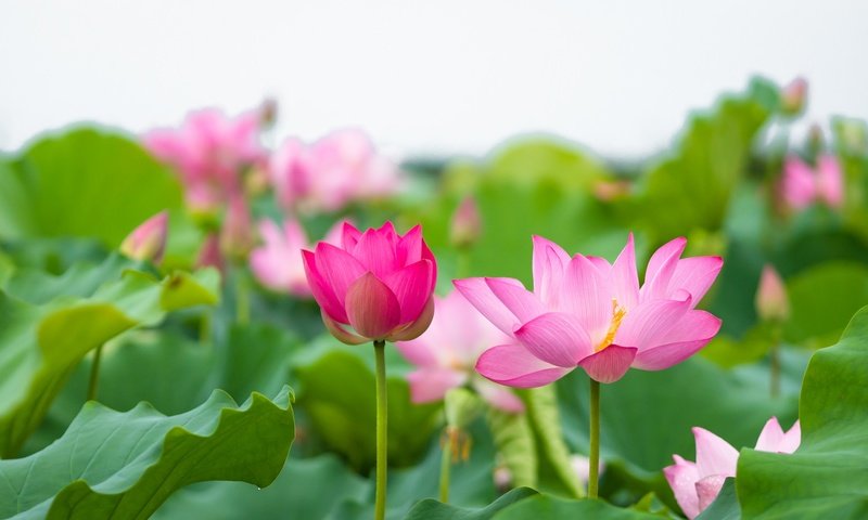 Обои цветы, листья, лотос, розовый, flowers, leaves, lotus, pink разрешение 2048x1367 Загрузить