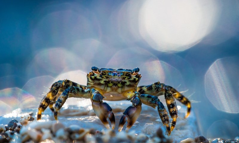 Обои макро, блики, краб, клешни, клещи, macro, glare, crab, claws, mites разрешение 2500x1667 Загрузить