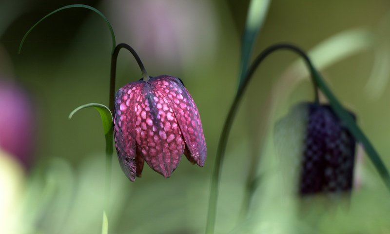 Обои макро, фон, цветок, рябчик шахматный, macro, background, flower, grouse chess разрешение 5313x3188 Загрузить