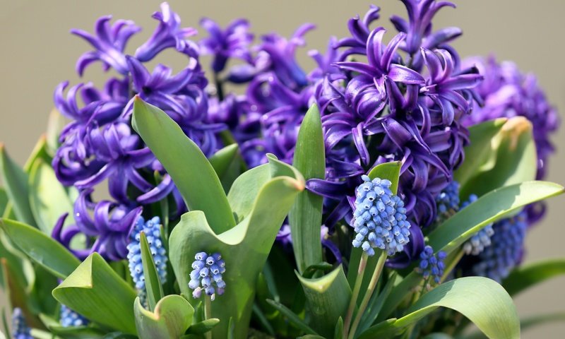 Обои цветы, макро, весна, гиацинт, мускари, flowers, macro, spring, hyacinth, muscari разрешение 3000x2000 Загрузить