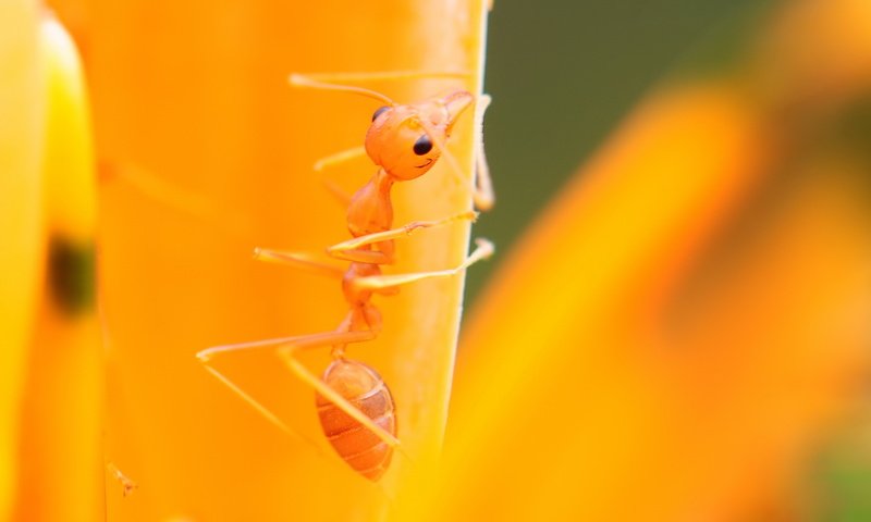 Обои макро, насекомое, муравей, листик, лапки, macro, insect, ant, leaf, legs разрешение 1920x1080 Загрузить