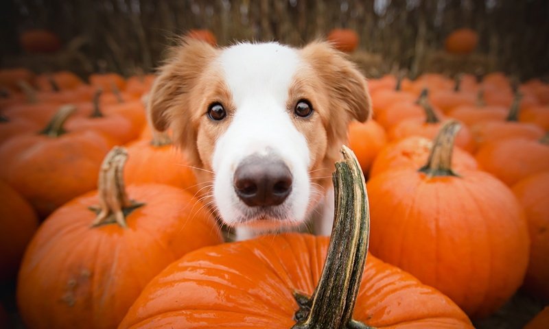 Обои морда, взгляд, собака, друг, тыквы, alicja zmysłowska, face, look, dog, each, pumpkin разрешение 1920x1080 Загрузить