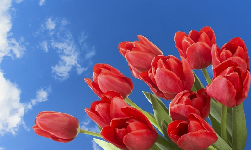 Обои небо, цветы, облака, весна, тюльпаны, the sky, flowers, clouds, spring, tulips разрешение 2560x1600 Загрузить