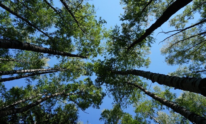 Обои небо, деревья, листья, ветки, стволы, голубое небо, the sky, trees, leaves, branches, trunks, blue sky разрешение 5456x3064 Загрузить