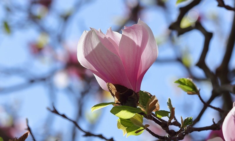 Обои небо, ветка, цветение, бутон, весна, магнолия, the sky, branch, flowering, bud, spring, magnolia разрешение 2048x1365 Загрузить