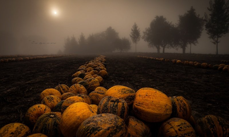Обои ночь, деревья, туман, поле, урожай, тыквы, night, trees, fog, field, harvest, pumpkin разрешение 2048x1367 Загрузить