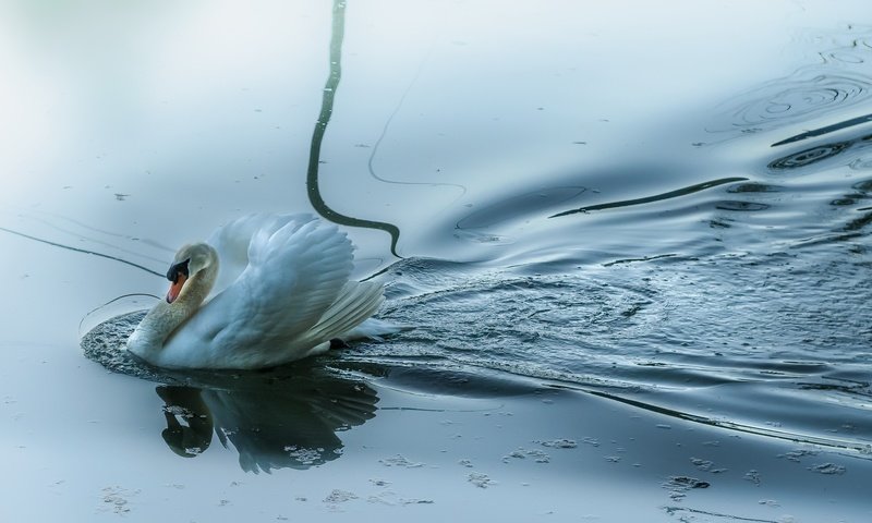 Обои вода, озеро, отражение, птица, лебедь, белый лебедь, лебедь-шипун, water, lake, reflection, bird, swan, white swan разрешение 2560x1440 Загрузить