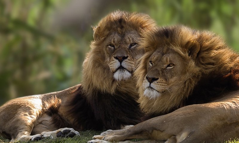 Обои пара, львы, братья, pair, lions, brothers разрешение 2584x1440 Загрузить