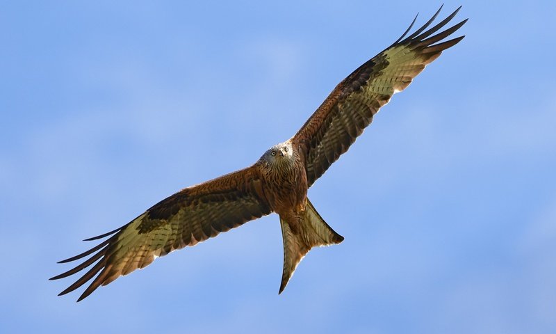 Обои полет, крылья, птицы, коршун, flight, wings, birds, kite разрешение 2048x1453 Загрузить