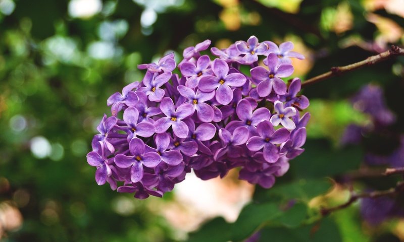 Обои природа, цветение, макро, весна, сирень, боке, соцветие, nature, flowering, macro, spring, lilac, bokeh, inflorescence разрешение 4608x3072 Загрузить