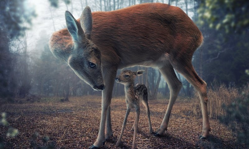 Обои природа, олень, олени, олененок, nature, deer, fawn разрешение 1920x1080 Загрузить