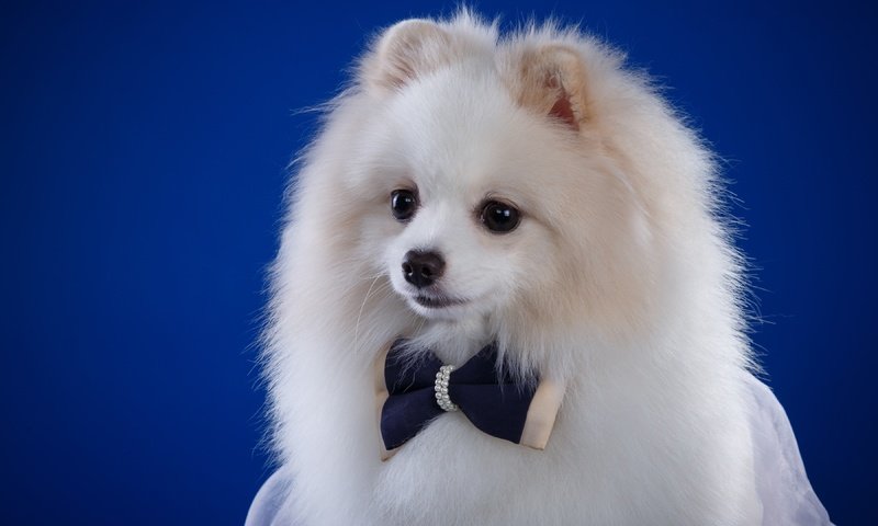 Обои пушистый, белый, собака, щенок, бантик, шпиц, fluffy, white, dog, puppy, bow, spitz разрешение 3600x2313 Загрузить
