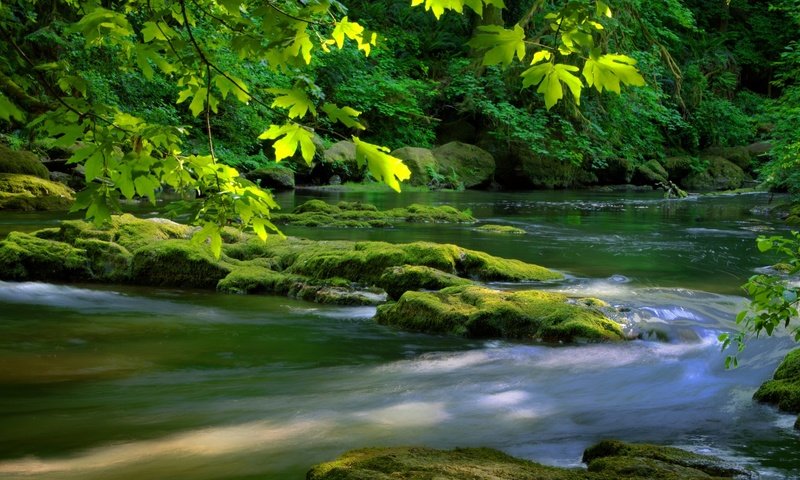 Обои река, дерево, камни, зелень, листья, листва, мох, river, tree, stones, greens, leaves, foliage, moss разрешение 2048x1355 Загрузить