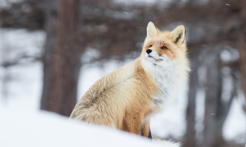 Обои снег, зима, рыжая, лиса, лисица, животное, ветер, боке, snow, winter, red, fox, animal, the wind, bokeh разрешение 4366x2911 Загрузить