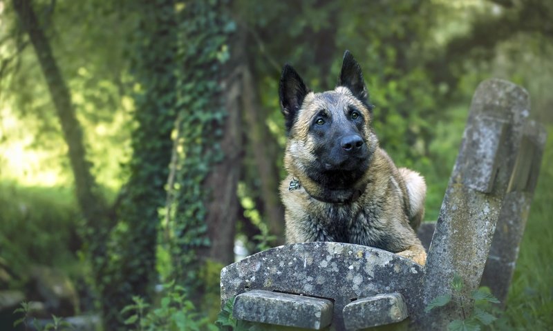 Обои собака, друг, скамья, лорд, малинуа, бельгийская овчарка, elodie renault, dog, each, bench, lord, malinois, belgian shepherd разрешение 2560x1505 Загрузить