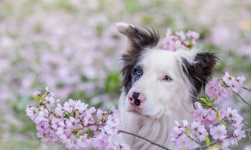 Обои глаза, взгляд, собака, весна, друг, бордер-колли, eyes, look, dog, spring, each, the border collie разрешение 2048x1234 Загрузить