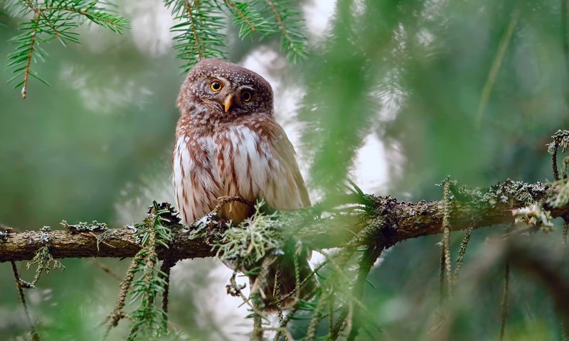 Обои сова, ветки, взгляд, птица, owl, branches, look, bird разрешение 2500x1563 Загрузить